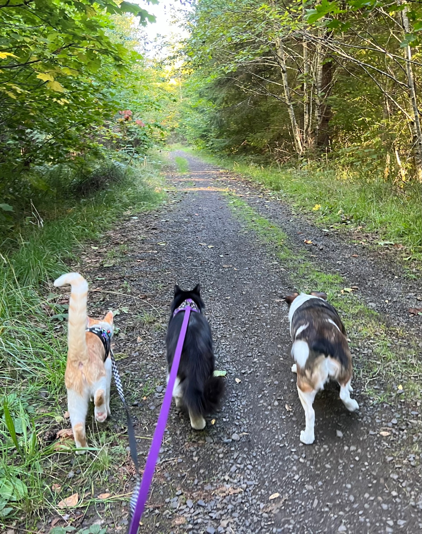 Robert's dogs and cat enjoying a walk on a forest trail